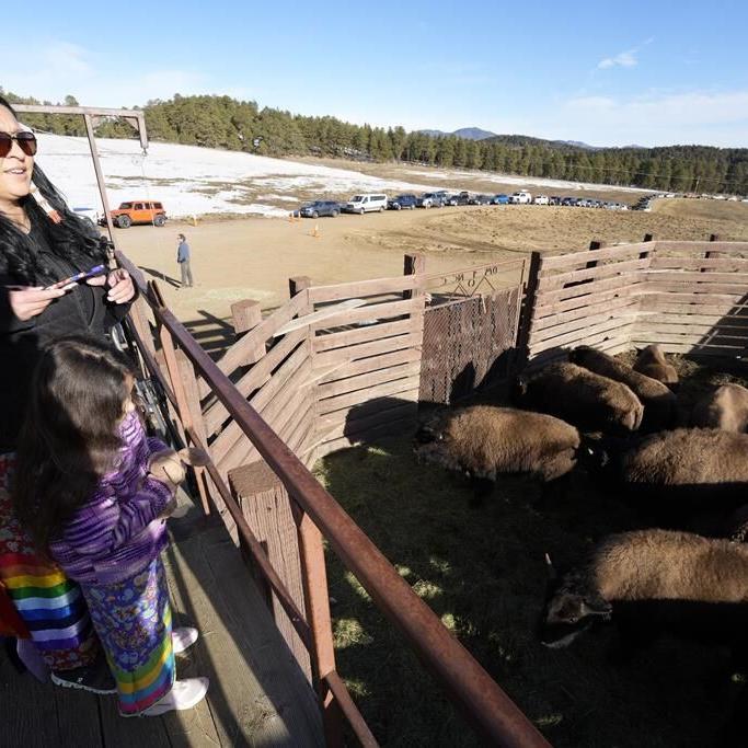 US tribes get bison as they seek to restore bond with animal